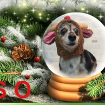 Mダックスフント