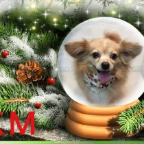 チワワ×ダックス