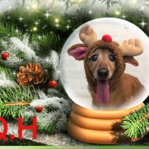 Mダックスフント