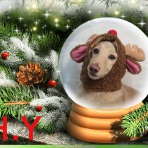 Mダックスフント