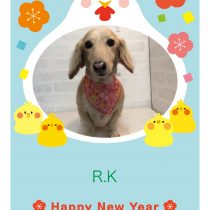 Mダックスフント