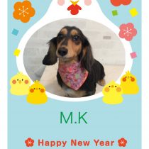 Mダックスフント