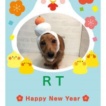 Mダックスフント