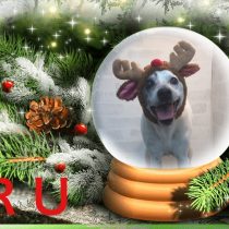 ジャックラッセテリア