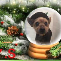 ヨークシャテリア