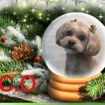 トイプードル×ペキニーズ