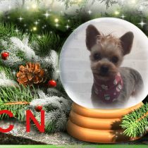 ヨークシャテリア