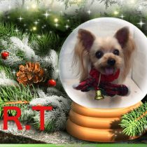 ヨークシャテリア