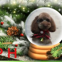 トイプードル×Mダックスフント