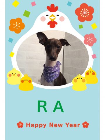 イタリアングレーハウンド