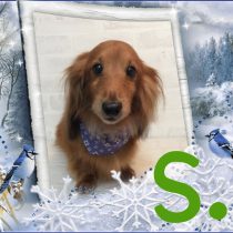 Mダックスフント