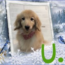 Mダックスフント