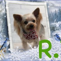 ヨークシャテリア