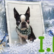 ボストンテリア