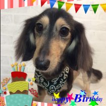 Mダックスフント