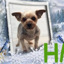 ヨークシャテリア