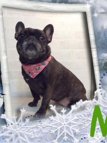 フレンチブルドッグ