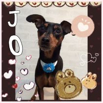 ミニチュアピンシャー