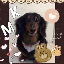 Mダックスフント