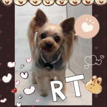 ヨークシャテリア