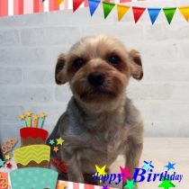 ヨークシャテリア