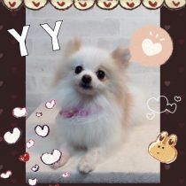 チワワ×ポメラニアン