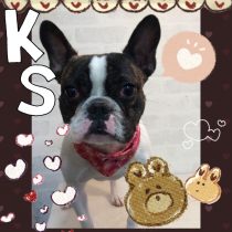 フレンチブルドッグ