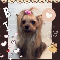 ヨークシャテリア