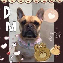 フレンチブルドッグ