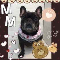 フレンチブルドッグ