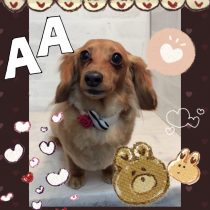 Mダックスフント