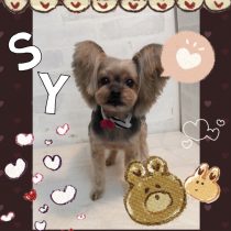 ヨークシャテリア