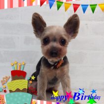 ヨークシャテリア