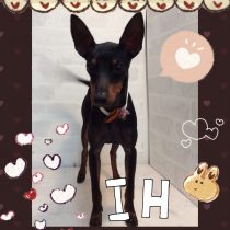 トイマンチェスターテリア