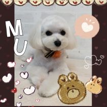 マルチーズ×トイプードル