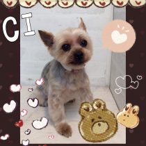 ヨークシャテリア