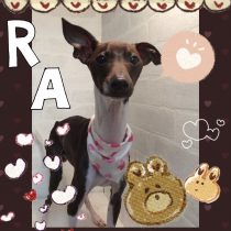 イタリアングレーハウンド