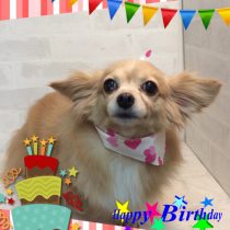 チワワ×ダックス