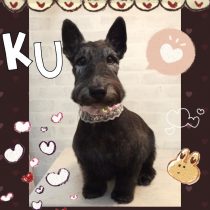 スコティッシュテリア