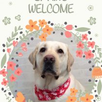 ラブラドールレトリバー