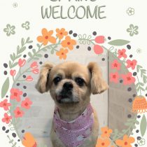 チベタンスパニエル