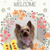 ヨークシャテリア