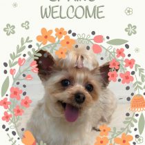 ヨークシャテリア