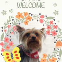 ヨークシャテリア