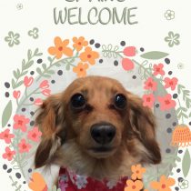 Ⅿダックスフント