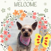 ヨークシャテリア