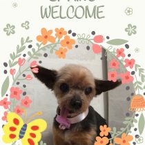 ヨークシャテリア