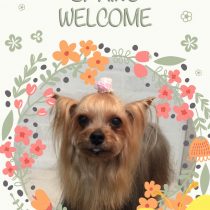 ヨークシャテリア