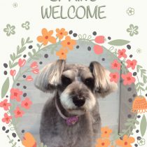 ミニチュアシュナウザー