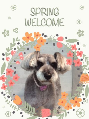 ミニチュアシュナウザー